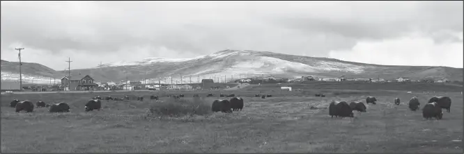  ?? File photos by Nikolai Ivanoff ?? LIVING AMONGST MUSK OXEN— A huge herd of musk oxen grazes near the City Field airstrip, with Icy View in the background and the busy Nome-Teller highway to the left.