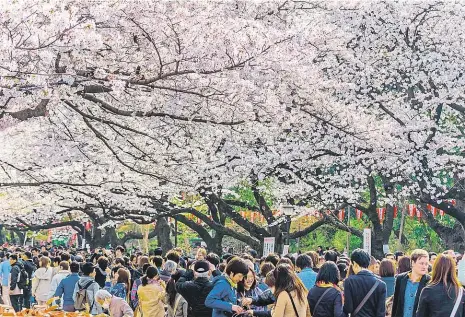  ?? Foto: Shuttersto­ck ?? Svátek sakur Ve vyhlášeném tokijském parku Ueno právě rozkvetly sakury. Květinovéh­o festivalu se účastní tisíce lidí.