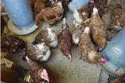  ?? AP ?? The bird flu outbreak has cost the government roughly $661 million and added to consumers’ pain after more than 58 million birds were slaughtere­d to limit spread.