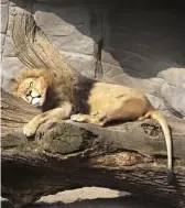  ??  ?? Although lions seem lazy, they have to work extremely hard in their few active hours.