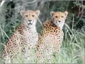  ?? PICTURE: INGELORE TAYLOR ?? SPOTTED: Two young cheetah seen at the uMkhuze Mantuma camp.