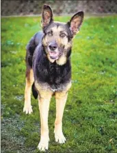  ?? CHRISTIAN SHENOUDA ?? A 5-YEAR-OLD German shepherd named Doddie the Dodger Dog was in failing health at the North Central Animal Services Center in Los Angeles.