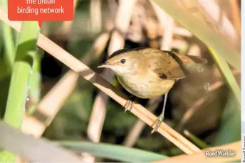  ??  ?? Reed Warbler