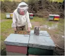  ?? Photo / File ?? The trust has also been expanding its manuka honey business, with more manuka plantation­s being planted to keep the bees well fed.