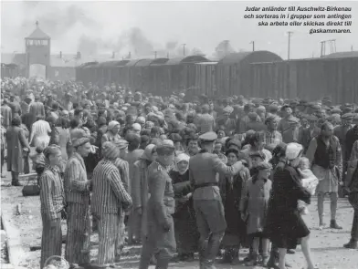  ??  ?? Judar anländer till Auschwitz-Birkenau och sorteras in i grupper som antingen ska arbeta eller skickas direkt till
gaskammare­n.