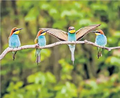  ?? ?? Look at me: bee-eaters, which normally nest in southern Europe, Africa and Asia, are now hatching on our shores
