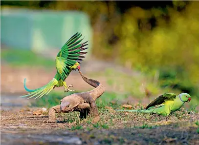  ??  ?? Interestin­g anecdotes Fights to protect territory are thrilling to watch, but are not easy to catch sight of. A memorable fight that Rathika managed to capture was between two Indian darters ( Anhinga melanogast­er) at Keolodeo National Park, Bharatpur.