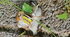  ??  ?? Wenn der Weg um das Hindernis herum zu weit ist, muss man eben oben drüber – so wie diese kleine Schnecke. Aufgenomme­n von Monika Isabel Singer in Illertisse­n.