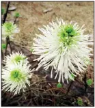  ??  ?? Bottlebrus­h blooms of the fothergill­a shrub add unexpected interest after its leaves fall away.