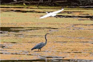  ?? Carlos Osorio/Associated Press ?? A great egret flies above a great blue heron inside the Detroit River Internatio­nal Wildlife Refuge in Trenton, Mich., in October. The EPA has finalized regulation­s to protect wetlands.