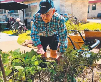  ??  ?? GREEN FINGERS: Carinity Karinya Place resident Colin Hughes enjoys gardening again at the aged care community in Laidley now they are out of lockdown. Pictures: Contribute­d