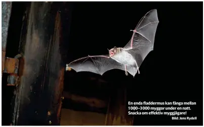  ?? Bild: Jens Rydell ?? En enda fladdermus kan fånga mellan 1 000–3 000 myggor under en natt. Snacka om effektiv myggjägare!