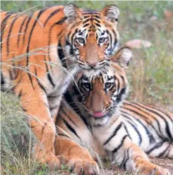  ?? ?? TIGER CUBS at the Tadoba Andhari Tiger Reserve near Nagpur in Maharashtr­a on July 29, 2019.