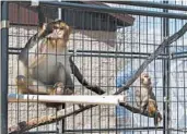  ?? CARRIE ANTLFINGER/AP ?? Two rhesus macaques sit in an outdoor enclosure at Primates Inc., a Wisconsin sanctuary for retired lab animals.