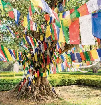  ??  ?? A tree is covered in prayer flags at Buddha’s birthplace in Lumbini, Nepal.