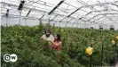  ??  ?? El cultivo de cannabis en invernader­os consume una gran cantidad de recursos.