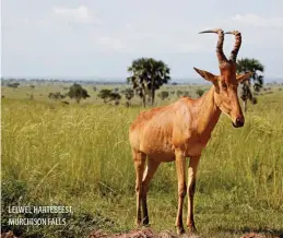  ??  ?? LELWEL HARTEBEEST, MURCHISON FALLS