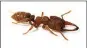  ?? ADRIAN SMITH VIA THE NEW YORK TIMES ?? The Dracula ant has a pair of ingeniousl­y designed mandibles that can snap at 200 miles per hour, according to a study.