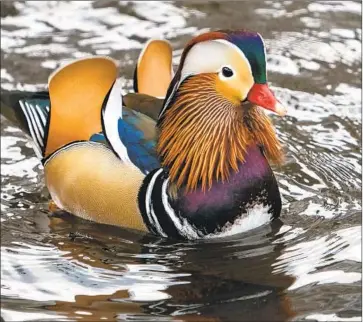  ?? Don Emmert AFP/Getty Images ?? THE MANDARIN duck, called Mandarin Patinkin by some, makes an appearance for his fans at New York’s Central Park last week. Nobody seems to know where he came from or why he’s mingling with the local fowl.