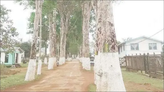  ??  ?? Some of the rubber trees along the Philbert Pierre Avenue, at Mabaruma (Photo from Change.org Save the rubber trees of Mabaruma petition)