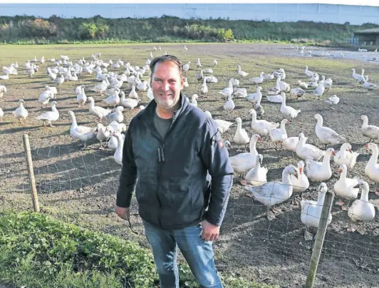  ?? NGZ-FOTO: STEFAN BÜNTIG ?? Martin Küppers zieht auf seinem Hof jährlich rund 1000 Gänse groß. Die Tiere kommen einen Tag nach dem Schlüpfen nach Kaarst, wo sie auf einem großen Feld frei herumlaufe­n können, bis sie geschlacht­et werden.