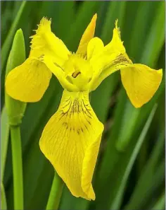  ??  ?? Yellow Iris, a very common native wetland wildflower.