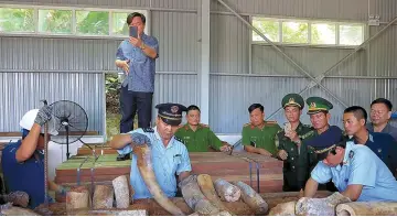  ??  ?? Photo shows Vietnamese customs officials inspecting seized suspected ivory inside a timber shipment in a warehouse in Danang. — AFP photo