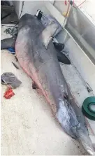  ??  ?? A 2.7-metre great white shark lies on the deck of a fishing boat at Evans Head, Australia.