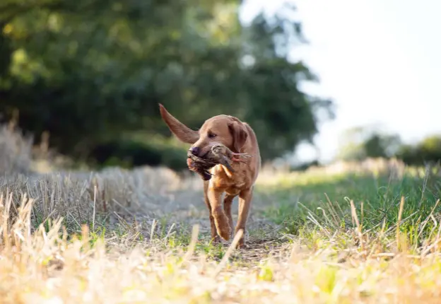  ??  ?? Above, left: raking the ground is a quality ascribed to the cocker. Above: labradors are valued for their energy and endurance. Left: consider that most partridges are picked from open ground