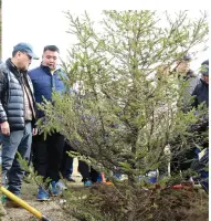  ??  ?? President Kh.Battulga participat­es in National Tree Planting Day on October 14, 2017