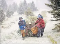  ?? STEPHANIE ZOLLSHAN/ASSOCIATED PRESS ?? Cayden Duryea, 11, left, TJ Smachetti, right, and Duryea’s mother Leticia, back, keep alive their tradition of cutting down a perfect Christmas tree on the day after Thanksgivi­ng at Chanticlee­r Farms in Pittsfield, Mass.