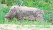  ?? — Photo by Rudi Delvaux ?? Bearded pigs in the Lower Kinabatang­an Wildlife Sanctuary have now become a rare sighting since ASF hit Sabah in 2020.