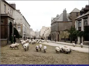  ??  ?? BRINGING HOME THE BACON: Architect Rob Cross’s restored and colourised photograph shows pigs being driven through Friar Street in Youghal, Co. Cork