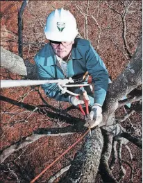  ?? [BARTLETT TREE EXPERTS] ?? An arborist works on installing the copper cable of a lightning-protection system.