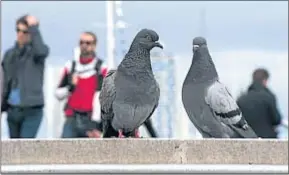  ?? ROSER VILALLONGA ?? La población de palomas se ha reducido en Barcelona