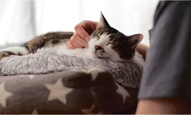  ?? IStock ?? Estudos mostram que gatos são bons companheir­os, exercem influência positiva para as crianças e os tutores, aliviam o estresse e melhoram a saúde