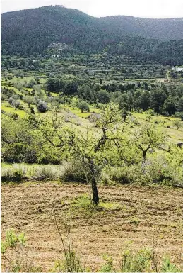  ?? ?? La finca de Can Pep de Sa Plana, a Benimussa, mostra
l’Eivissa interior.