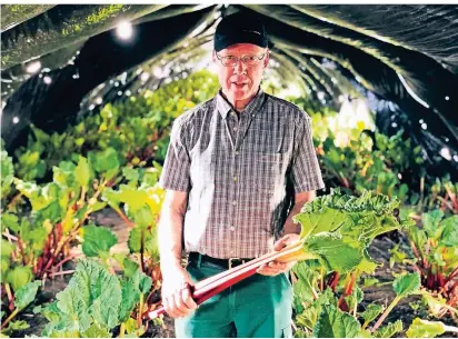  ?? FOTOS: JASI ?? Herbert Wilms steht in einem seiner Folientunn­el. Er baut bereits seit mehr als 20 Jahren Rhabarber an.