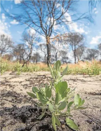  ??  ?? Un brote verde se abre paso entre la tierra aún ennegrecid­a por el fuego que asoló 8.486 hectáreas