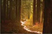  ?? ASSOCIATED PRESS ?? A forest burns as fire advances in Bonny Doon, California. Nealy 12,000 firefighte­rs are battling blazes that have scorched more than 1,200 square miles.