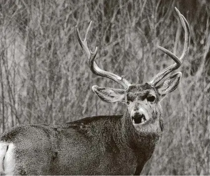  ??  ?? Hunters in seven Panhandle counties are restricted from harvesting bucks with outside antler spreads of less than 20 inches.