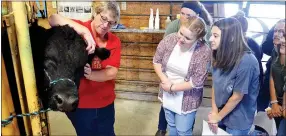  ?? TIMES photograph by Annette Beard ?? Pea Ridge High School students Leala Sorrell, Makenna Higgins, Sydney Grantham and Jennell Smith watch as veterinari­an Dr. Karen Sherman shows them an ulcer in the eye of an 18-month bull. The students from the veterinary science class at Pea Ridge...