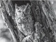  ?? Kathy Adams Clark / Contributo­r ?? When perched in a tree, an owl may be unnoticed due to its lackluster plumage.