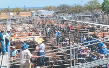  ??  ?? Charters Towers Saleyards enjoyed a record year. Picture: Supplied