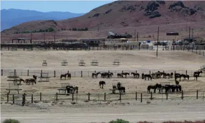  ??  ?? Wild horses in a holding pen in Reno, Nevada. BLM officials say that a western HQ will improve a disconnect between Washington and the field. Photograph: Scott Sonner/AP