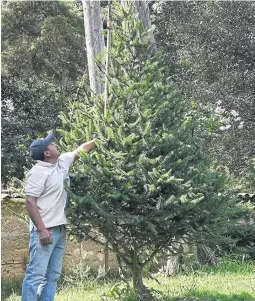  ?? AFP ?? The Guatemalan fir can grow up to 50 metres high and one metre wide.