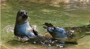  ?? Foto: Lara Schmidler ?? Seehundbul­le Ole (rechts) ist das einzige ausgewachs­ene Männchen im Augsburger Seehundgeh­ege. Er ist auch der Vater von Nachwuchs Sao. Wenn dieser ausgewachs­en ist, wird er in einem anderen Zoo untergebra­cht.