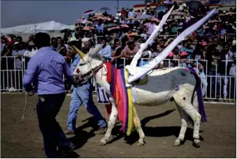  ?? PEDRO PARDO / AGENCE FRANCE-PRESSE ?? A donkey dressed as a unicorn is presented during the annual National Donkey Fair in Otumba, Mexico, on Wednesday.