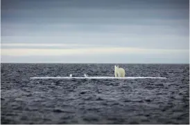  ?? Photograph­er: Sue Flood ?? Life on thin ice (above): A polar bear (Ursus maritimus) stands on an ice floe in the Arctic Ocean, an image of unstoppabl­e change. Northern hemisphere polar sea ice has declined so rapidly due to climate change that some studies predict commercial shipping in the Arctic Ocean will be economical­ly viable in the next few decades.