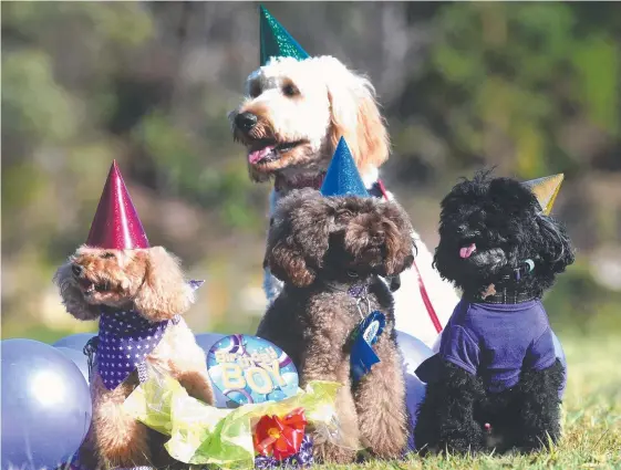  ??  ?? Little Mocha the toy poodle (centre) is hoping a record-breaking crowd of fellow pooches rock up for his third birthday party in July. Picture: JOHN GASS